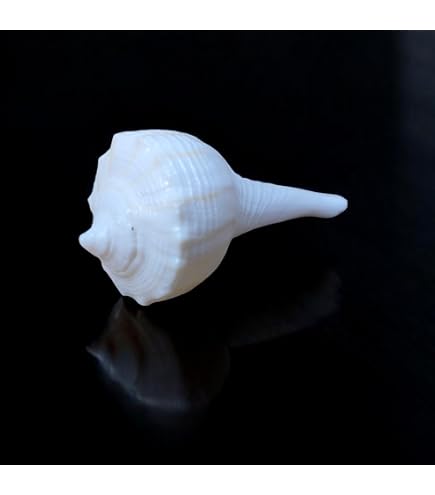 Abhimantrit Dakshinavarti Shankh 5,1 Cm Blanc Valampuri Sangu - Coquille Conque Lakshmi Pour Pooja