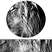 KREATIVE ARTS - 3 Panels Lion King Black and White Canvas Prints Wall Art Modern Painting Wall Pictures for Living Room Office Decoration Ready to Hang (20x20inchx3pcs/set)