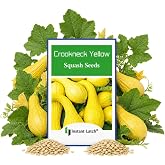 20 Crookneck Yellow Squash Seeds for Planting Fresh Heirloom Squash Seed | Non GMO, Fresh Squash Heirloom Seeds, Fresh Fruit Garden Seed
