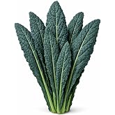 Black Tuscan Lacinato Kale Seeds &ndash; Dark Blue-Green Leaves with Upright Growth for Home Gardens, Raised Beds &amp; Containers