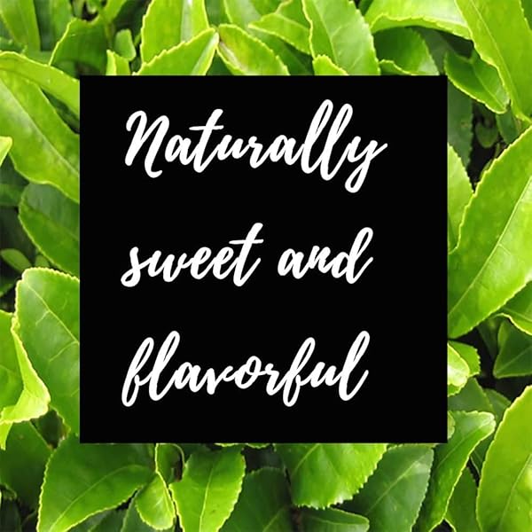 SHANGRI-LA TEA COMPANY ICED TEA BAGS, ORGANIC TROPIC GREEN, UNSWEETENED AND ALL NATURAL, BREWS 2 QUARTS PER TEA BAG, (6 COUNT) (5059)