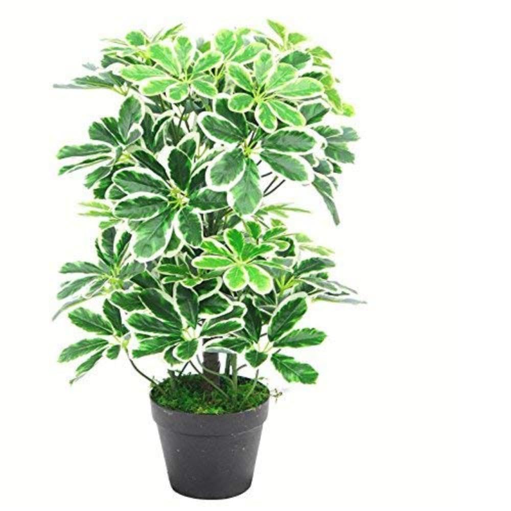Leaf Artificial Arboricola Evergreen Plant, 55cm, Dark Green Bush