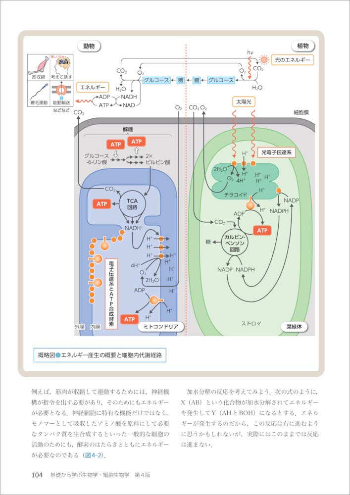 基礎から学ぶ生物学 細胞生物学 第4版 和田 勝 髙田 耕司 本 通販 Amazon