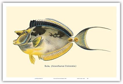 Amazon Kala Acanthurus Unicornis ユニコーンフィッシュ から ハワイの魚 ビンテージなハワイアンカラーのハガキ C 1905 アートポスター 31cm X 46cm Pacifica Island Art アートフレーム ポスター 通販