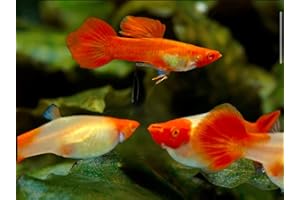 D&A TROPICAL FISH LLC D&A Tropical Live Fish - ABINO KOI RED Ear Guppy Live Fish for Aquariums, Live Fish Freshwater (1 Breeding Pair (1Male, 1Female))