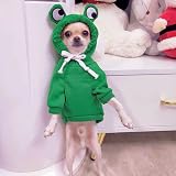 XIAOYU Puppy Dog Hoodie Clothes Small Medium Pets Fruit Hoodie L view 5