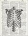 Anatomical Human Rib Cage - Printed on Upcycled Vintage Dictionary Paper - 8