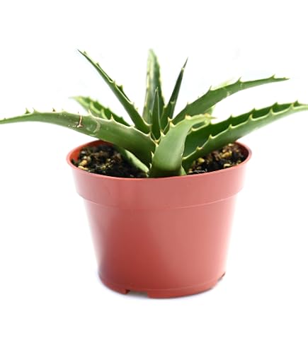 edel aloe vera gel ALODERMA Pure Aloe Vera Gel 500g main image 1