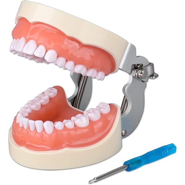 Amazon.com : Dental Nissin Typodont Teeth Model Removable Soft Gum