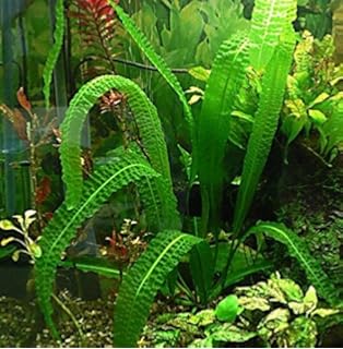 madagascar lace bulb