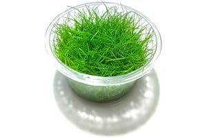 Marcus Fish Tanks - Dwarf Hairgrass Live Aquarium Plant Tissue Culture Freshwater Aquatic Plants