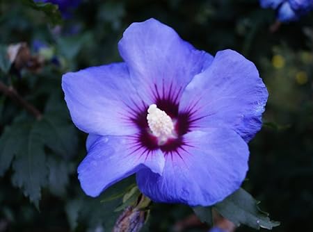 Hibiskus blaue Blüte blauer Hibiskus Rosen-Eibisch Blue Chiffon Hibiscus Blue Chiffon, Containerware, 60-80 cm hoch,