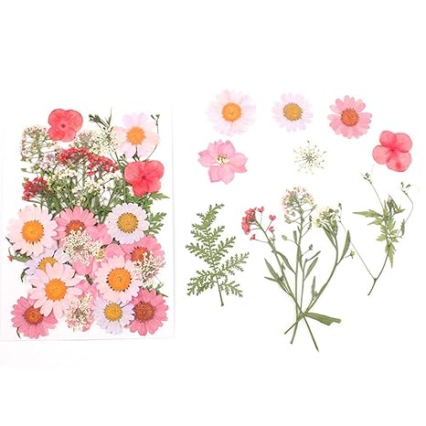 Keng Assorties Fleurs Pressées Belles Collections Bio Fleurs