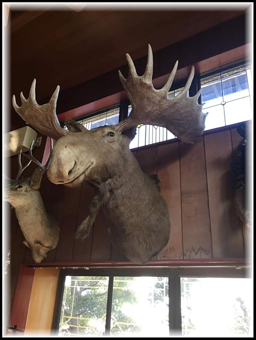 Amazon Co Jp 希少 大型 ヘラジカ 剥製 ハンティング トロフィー 店舗 ディスプレイ 店頭渡し歓迎 愛知県半田市 ホビー 通販