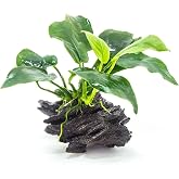 Canton Aquatics Anubias Barteri (Nana) Rooted on Driftwood | Live Aquarium Plant, Freshwater, Low Light