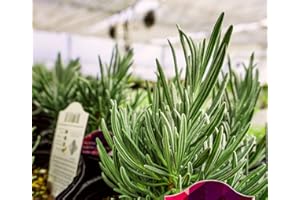 Greenwood Nursery: Live Perennial Plants - Phenomenal Lavender + Lavandula x Intermedia - [Qty: 1x Pint Pot] - (Click for Other Available Plants/Quantities)