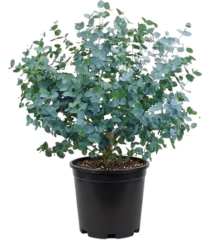 Eucalyptus Plant Live, Indoor Outdoor Tree, 4-6 Inch Tall