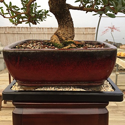 Tinyroots Bonsai Humidity Tray, 7Inch Drip Tray, Maintains Moisture