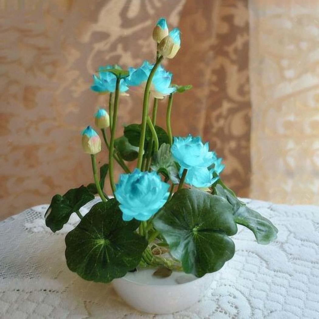 Carsge Garden - Mini Lotus Flower Seeds Hydroponic Water Nelumbo Flower Plant Perennial Bonsai Perennial Semi-lotus