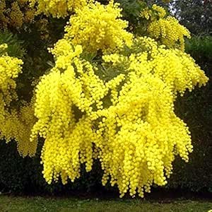 Árbol Mimosa Injertada Natural PORTES GRATIS: Amazon.es: Jardín