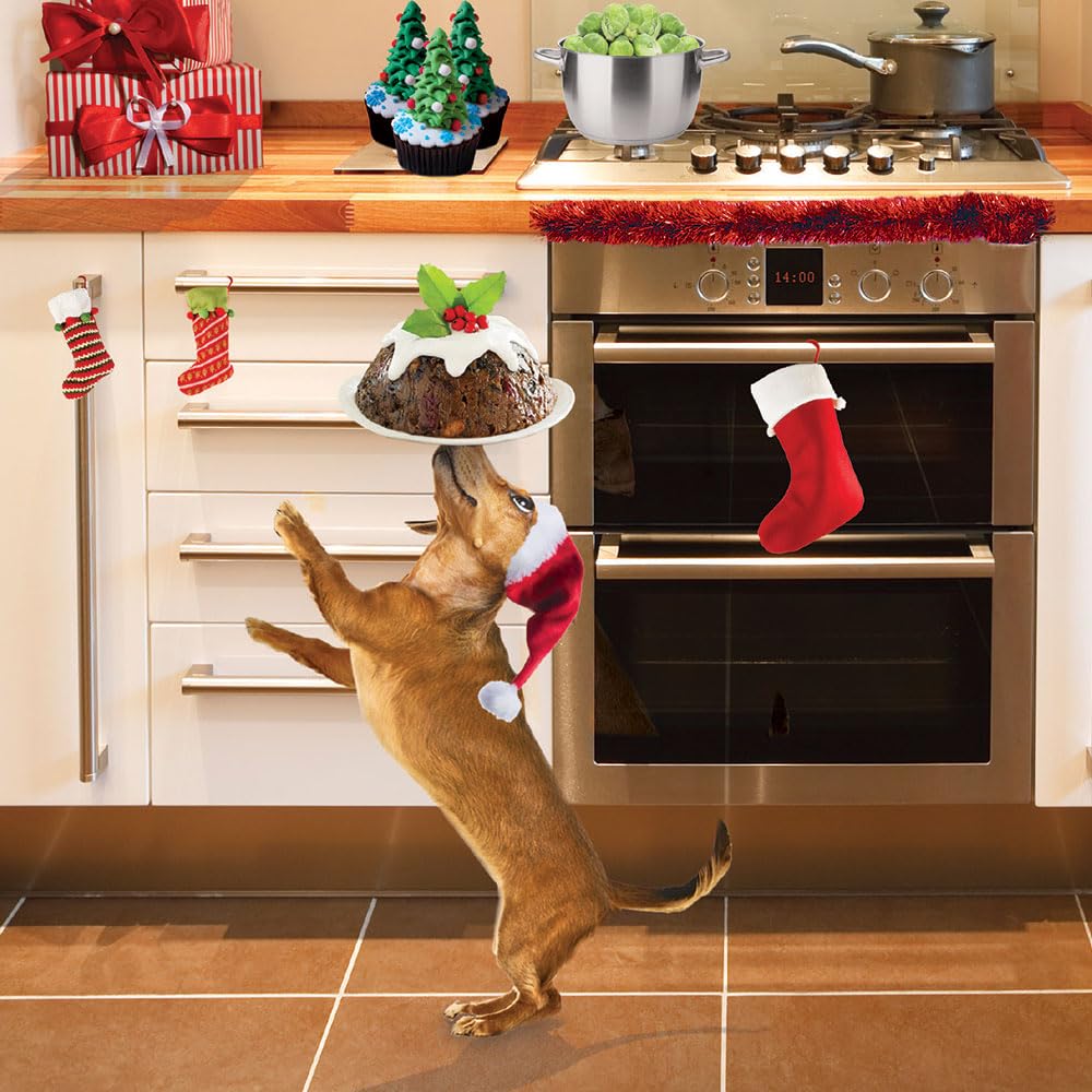 Festive Fun Dachshund in Santa Hat Balancing a Xmas Pudding - Photographic Art - Premium Charity Pack of 5 Christmas & New Year Cards - XP100AFF