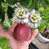 Passiflora 'Red Rover' - Edible Purple Passion Flower Fruit Vine - Live Plant
