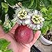 Passiflora 'Red Rover' - Edible Purple Passion Flower Fruit Vine - Live Plant