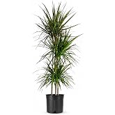 Madagascar Dragon Tree | 1 Extra Large Trade 3 Gallon Plant | Dracaena Marginata | Indoor Air Purifier, Low Maintenance, Trop