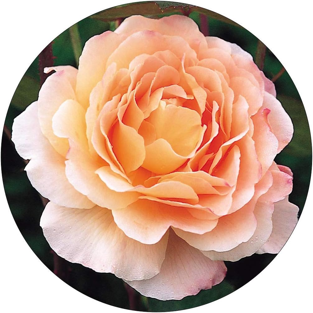 Amazon Com David Austin English Roses Tamora Garden Outdoor