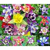 200 Columbine McKana Giants Flower Seeds Perennial Colorful from USA | Attracts Bees and Hummingbirds Aquilegia caerulea