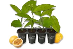 WEKIVA FOLIAGE Giant Granadilla Passion Fruit Plant - 4 Live Starter Plants - Passiflora Quadrangularis - Edible Fruit Bearing Vine for The Patio and Garden