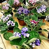 Two African Violet Plants - Assorted Colors IN BLOOM - 4