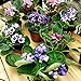 Two African Violet Plants - Assorted Colors IN BLOOM - 4