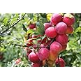 Plum Fruit Tree Seeds for Planting - 10 Seeds of Prunus Americana- Made in USA, Ships from Iowa - Popular Outdoor Tree or Bonsai