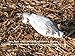 Sillosocks Juvy Snow Goose Decoy (12-Pack), White