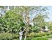 Ohuhu 6 Ft to 18 Ft Light-weight Aluminum Telescoping Pole