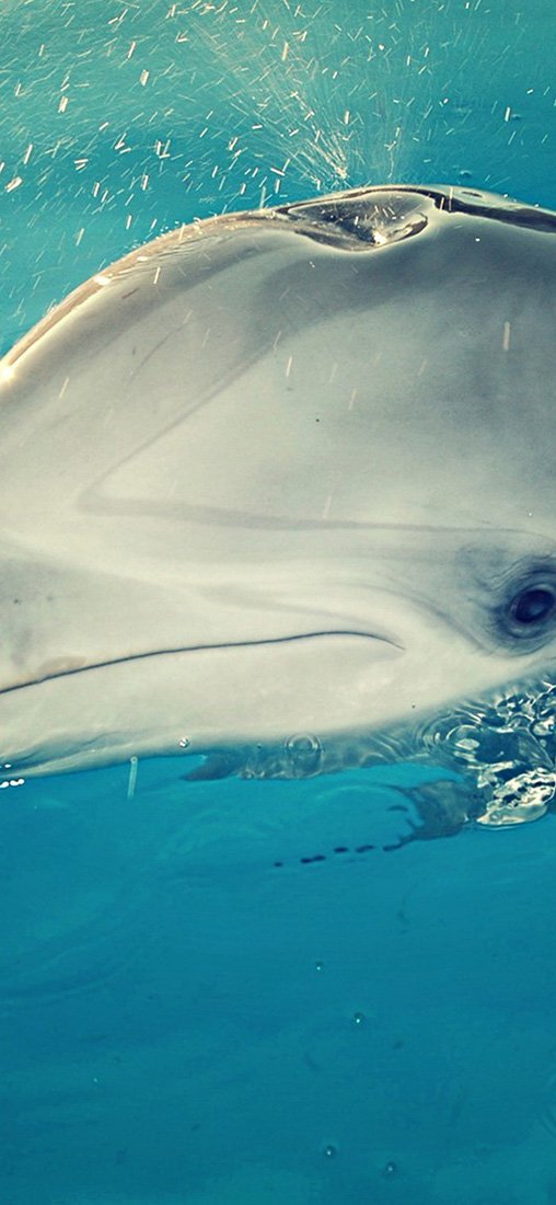 PeelitStickit Dolphin Underwater, Undersea Wall Murals ID-015, vinyl