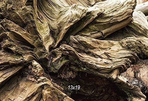 " Sequoia Abstract, No. 1" Fine Art Photography Print