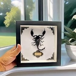 Real Forest Scorpion Specimen, Black Frame Shadow