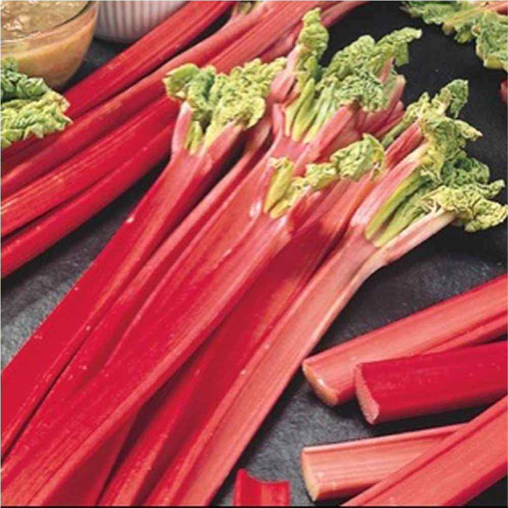 1 x Rhubarb Holsteiner- Easy to Grow- Best for Cakes, Jams, Tarts- Grow in Your Beautiful Garden Today