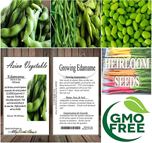 BIG PACK (100) Japanese Edamame seeds - HIGH IN PROTEIN - Young Soy Bean - 80-90 Days - Non-GMO Seeds by MySeeds.Co (BIG PACK - Japanese Edamame) - Thumbnail 5