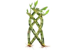 NW Wholesaler - 8 Stalk Trellis Lucky Bamboo Plant Arrangement - Indoor Trellis Plant, House Plant, Feng Shui Lucky Plantn Live Indoor Braided Lucky Bamboo