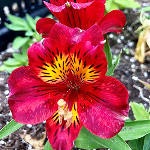Red Alstroemeria Kate Peruvian Lily Princess Lily 1 Lush Blooming