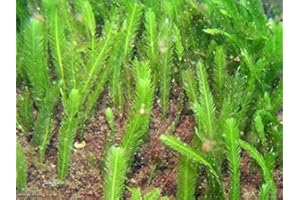 TRUBLU SUPPLY 5 Leaves - Live Saltwater Caulerpa Feather Macro Algae Plant Frag Chaeto Refugium - Extra Long Leaves (4-6 inches in Height)