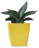 Green Snake Plant available in 5 different pots (Green, Red, White, Yellow & Blue)