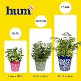 Hum Flowerpots 15cm Set of 3 Plastic Pots Green Blue Pink Indoor Outdoor view 7