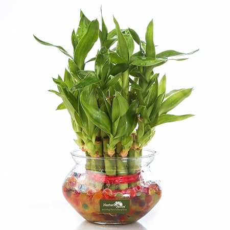 Nurturing Green Lucky Bamboo Two Layer Round Glass Pot