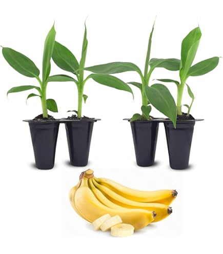 banana seed planting Wild Banana Tree Seeds - 10 Seeds - Musa acuminata main image 0