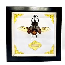 Cased Rhinoceros Beetle, Real Large Insect