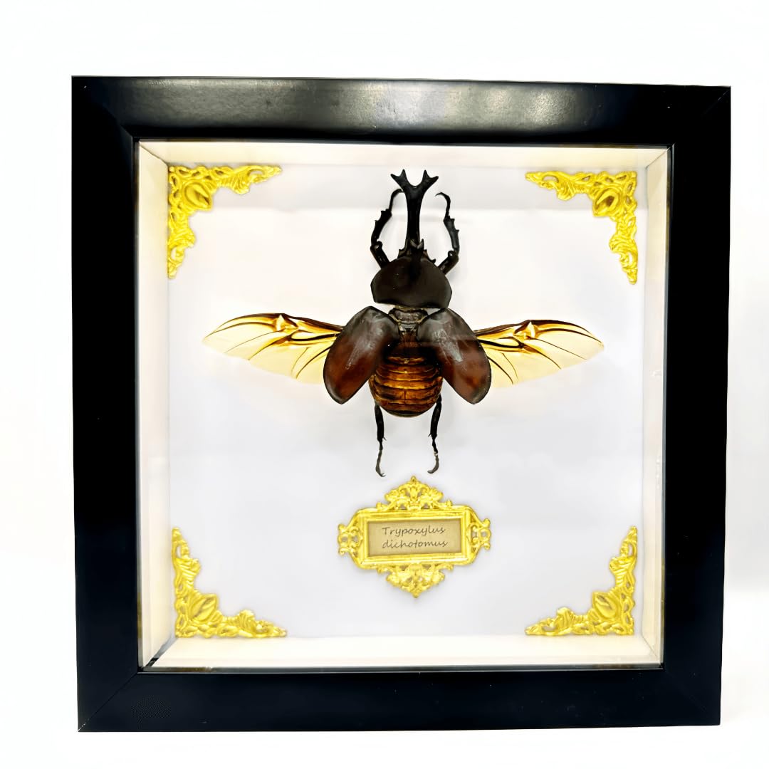 Cased Rhinoceros Beetle, Real Large Insect